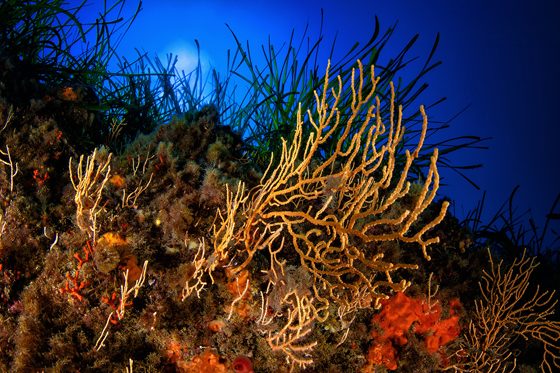 Foto Regno di Nettuno